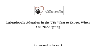 Labradoodle Adoption in the UK_ What to Expect When You’re Adopting