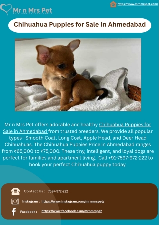 Chihuahua Puppies for Sale In Ahmedabad