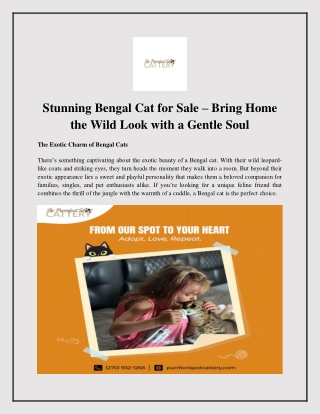 Stunning Bengal Cat for Sale