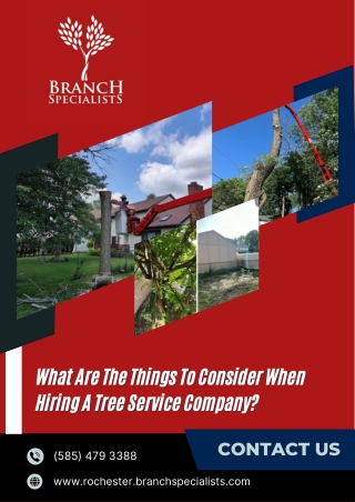 What Are The Things To Consider When Hiring A Tree Service Company