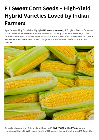 F1 Sweet Corn Seeds – High-Yield Hybrid Varieties Loved by Indian Farmers