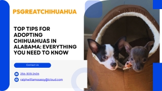 Adopt a Chihuahua Puppy in Alabama  Expert Local Guide