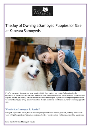 The Joy of Owning a Samoyed Puppies for Sale at Kabeara Samoyeds