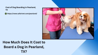 How Much Does It Cost to Board a Dog in Pearland, TX