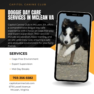Doggie Day Care Services in McLean VA  Capitol Canine Club