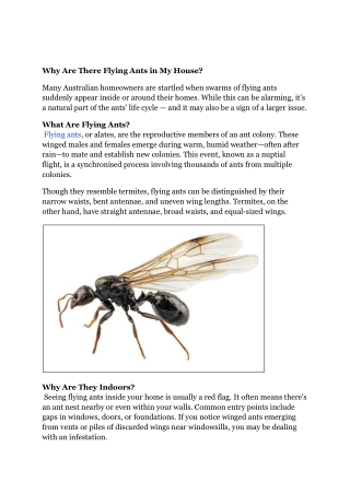 Why Are There Flying Ants in My House?