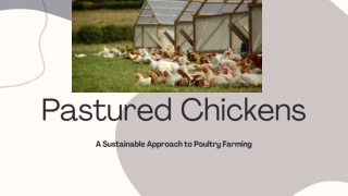 Pastured Chickens
