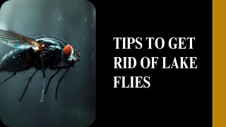How to Get Rid of Lake Flies Around Your Pond or Lakefront Property