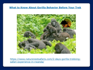 What to Know About Gorilla Behavior Before Your Trek