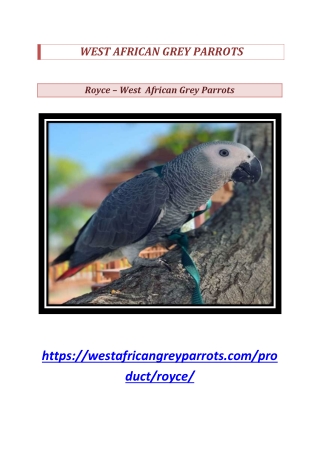 Royce - West African Grey Parrots