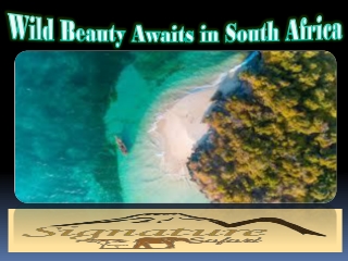 Wild Beauty Awaits in South Africa