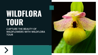 Capture the Beauty of Wildflowers with WildFlora Tour