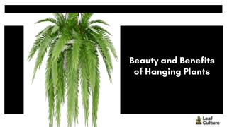 Beauty and Benefits of Hanging Plants