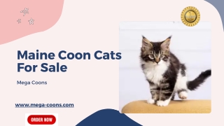 Maine Coon Cats For Sale – Royal Whiskers, Wild Hearts Await