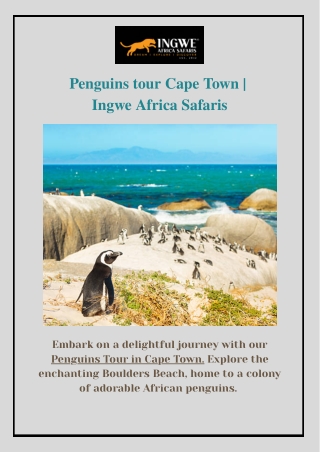 Penguins tour Cape Town | Ingwe Africa Safaris