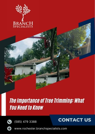 The Importance of Tree Trimming What You Need to Know