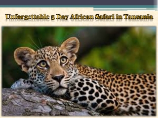 Unforgettable 5 Day African Safari in Tanzania