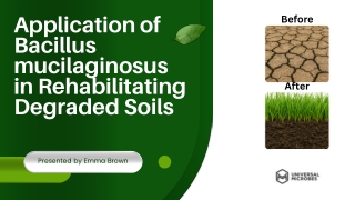 Rehabilitating Degraded Soils with Bacillus Mucilaginosus
