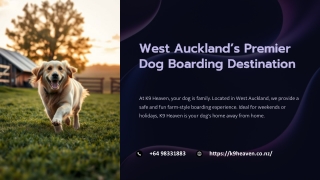 West Auckland’s Premier Dog Boarding Destination