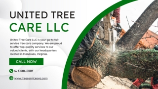 Tree removal in Manassas VA