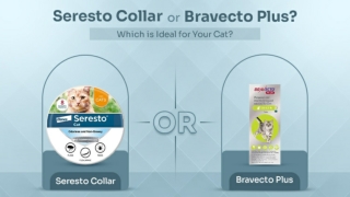 Seresto Collar or Bravecto Plus Which is Ideal for Your Cat