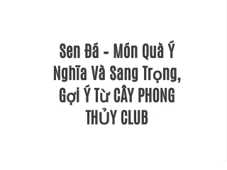 Sen Đá – Món Quà Ý Nghĩa Và Sang Trọng, Gợi Ý Từ CÂY PHONG THỦY CLUB