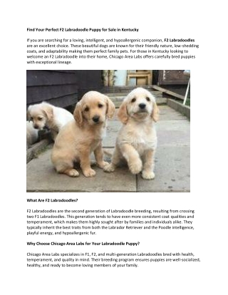 Find Your Perfect F2 Labradoodle Puppy for Sale in Kentucky