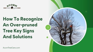 Key Warning Signs Your Tree Has Been Over pruned Recently