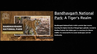 Exploring Bandhavgarh National Park A Tiger’s Realm in the Heart of India
