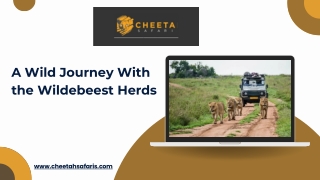 A Wild Journey With the Wildebeest Herds