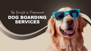 Secure and Caring Pet Stays with Expert Care