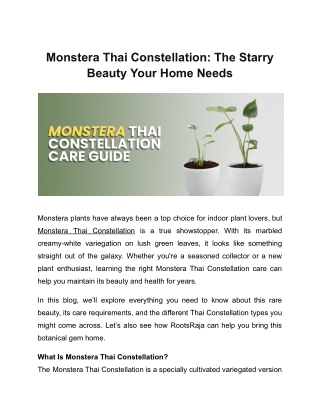 Monstera Thai Constellation: The Starry Beauty Your Home Needs