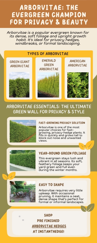 Why Homeowners Love Arborvitae for Natural Privacy