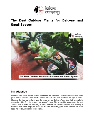 The Best Outdoor Plants for Balcony and Small Spaces