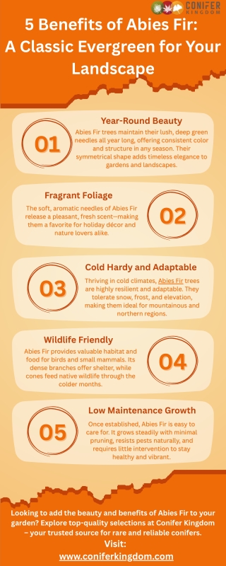 Fragrant and Beautiful: Meet the Abies Fir