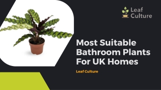 Most Suitable Bathroom Plants For UK Homes | Leaf Culture