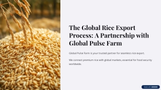 The-Global-Rice-Export-Process-A-Partnership-with-Global-Pulse-Farm