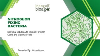 Nitrogen Fixing Bacteria The Future of Sustainable Yield Improvement