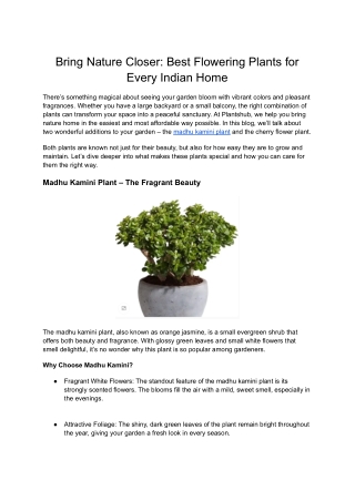 Buy Camellia Plants Online | Vibrant Flowering Beauty