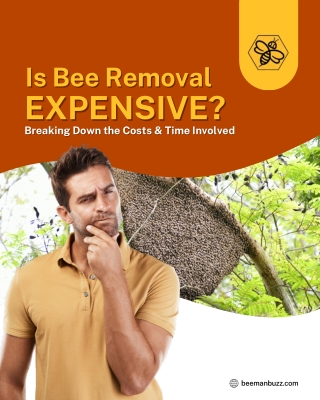 Is Bee Removal Expensive Breaking Down the Costs and Time Involved