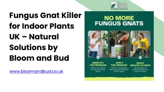 Fungus Gnat Killer for Indoor Plants UK – Natural Solutions by Bloom and Bud