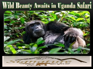 Wild Beauty Awaits in Uganda Safari