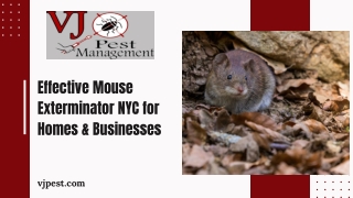 Effective Mouse Exterminator NYC for Homes & Businesses