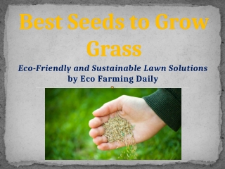 Best Seeds to Grow Grass (1)