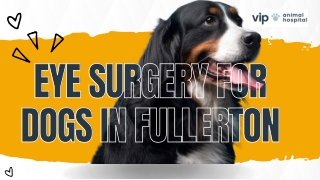 Expert Eye Surgery for Dogs Fullerton – VIP Animal Hospital Excellence