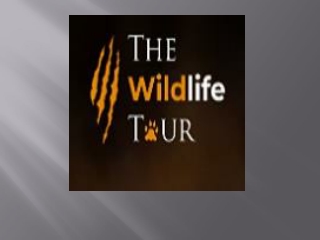 Tiger Photography Tours India: Capture the Wild Like Never Before