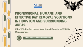 Professional, Humane, and Effective Bat Removal Solutions in Houston and Surrounding Areas