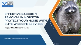 Effective Raccoon Removal in Houston Protect Your Home with Elite Wildlife Services