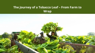 The Journey of a Tobacco Leaf – From Farm to Wrap