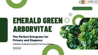 Year-Round Green: The Ultimate Four-Season Tree